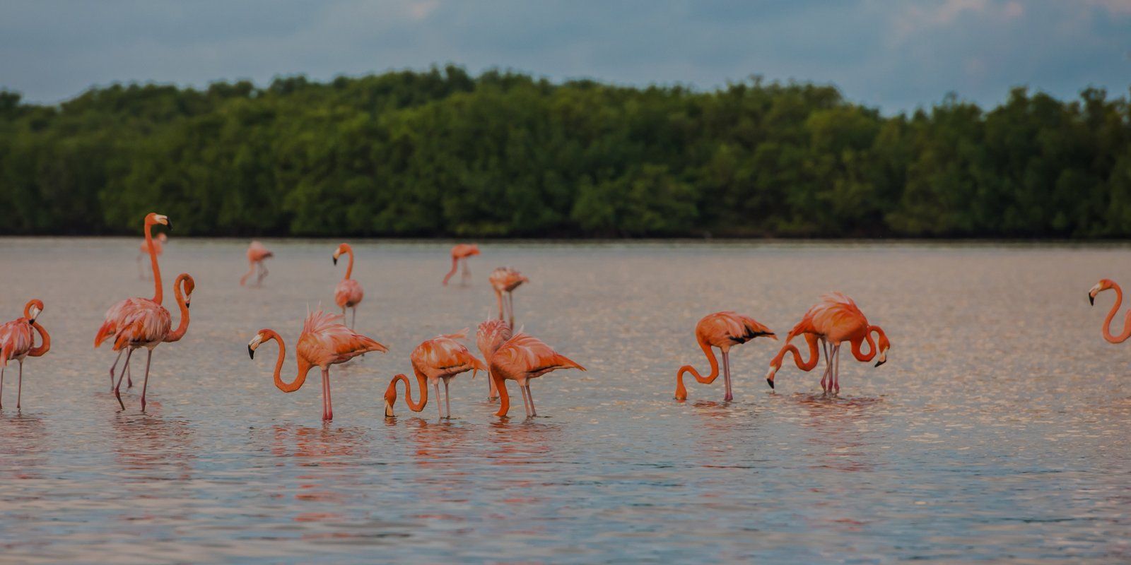 Imagen de la colección Yucatán